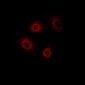 Anti-CD4 (pS433) Antibody